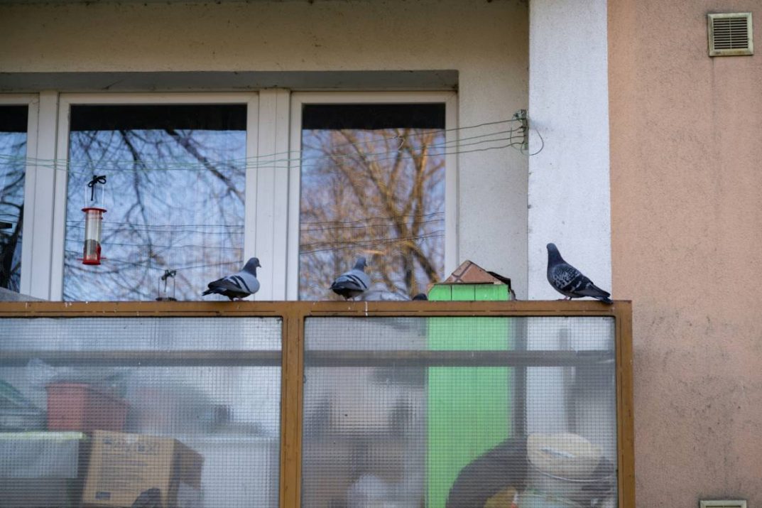 Comment éloigner les pigeons et les oiseaux de son baclon ? Solutions
