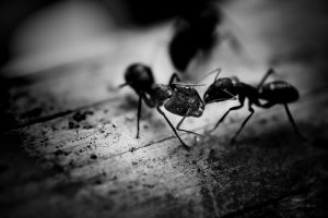Voici des astuces naturelles pour vous débarrasser des fourmis