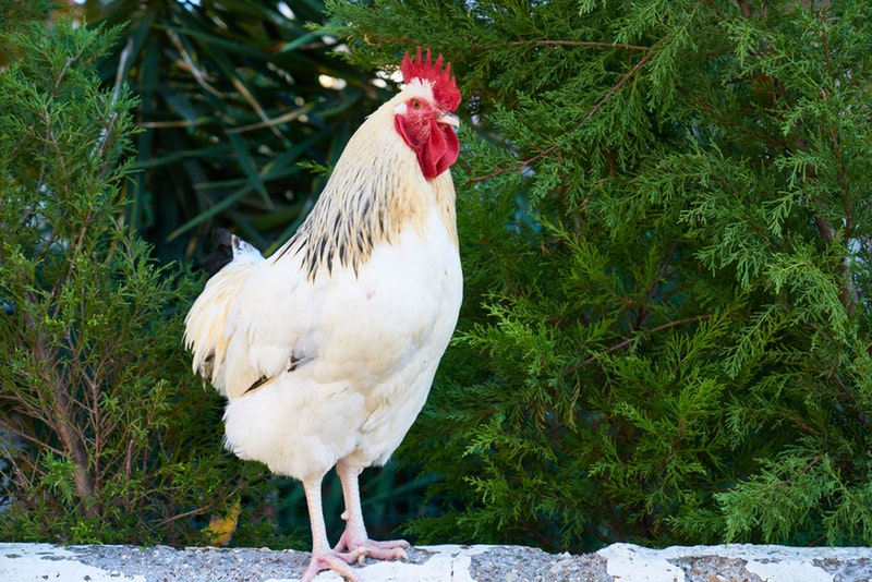 Utilisation du vinaigre de cidre pour les poules et volailles - Tout savoir