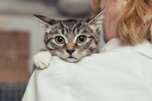 Quelles solutions pour apaiser un chat stressé ?