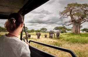 Afrique : 5 lieux emblématiques où faire un safari